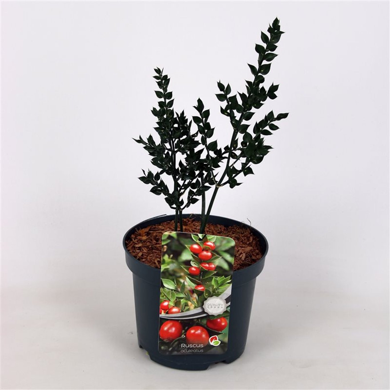 Ruscus aculeatus - C3
